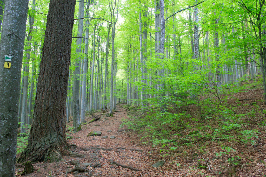 Wandern Nationalpark Bayern
