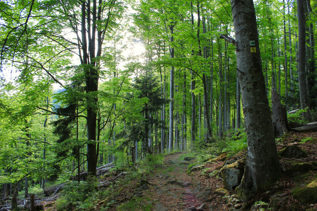 Wandern Bayerischer Wald Nationalpark