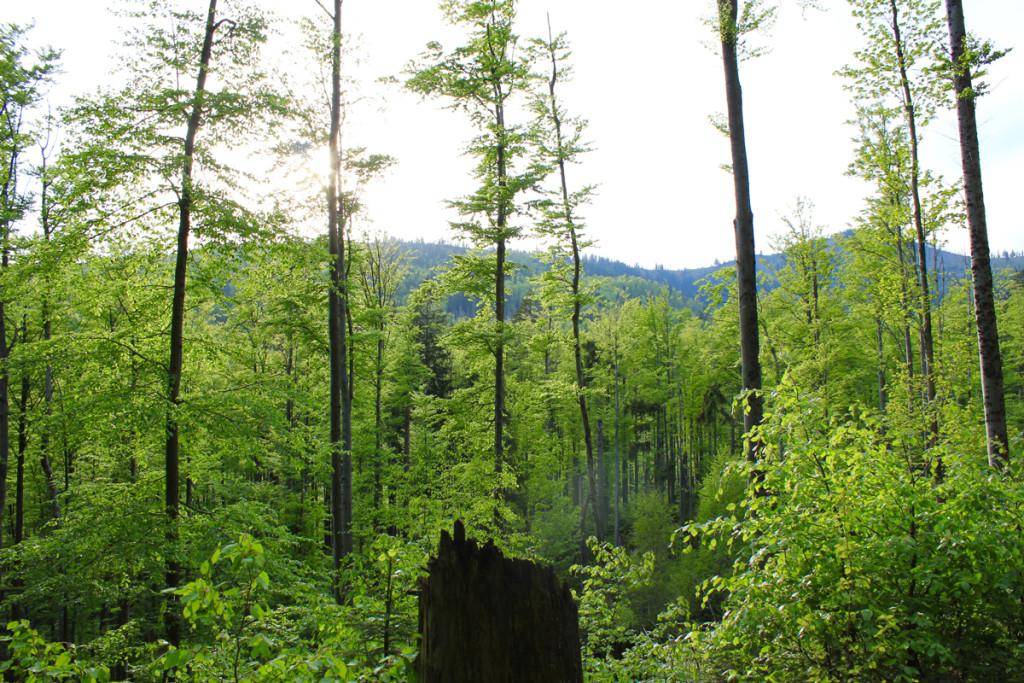 Wandern im Bayerwald