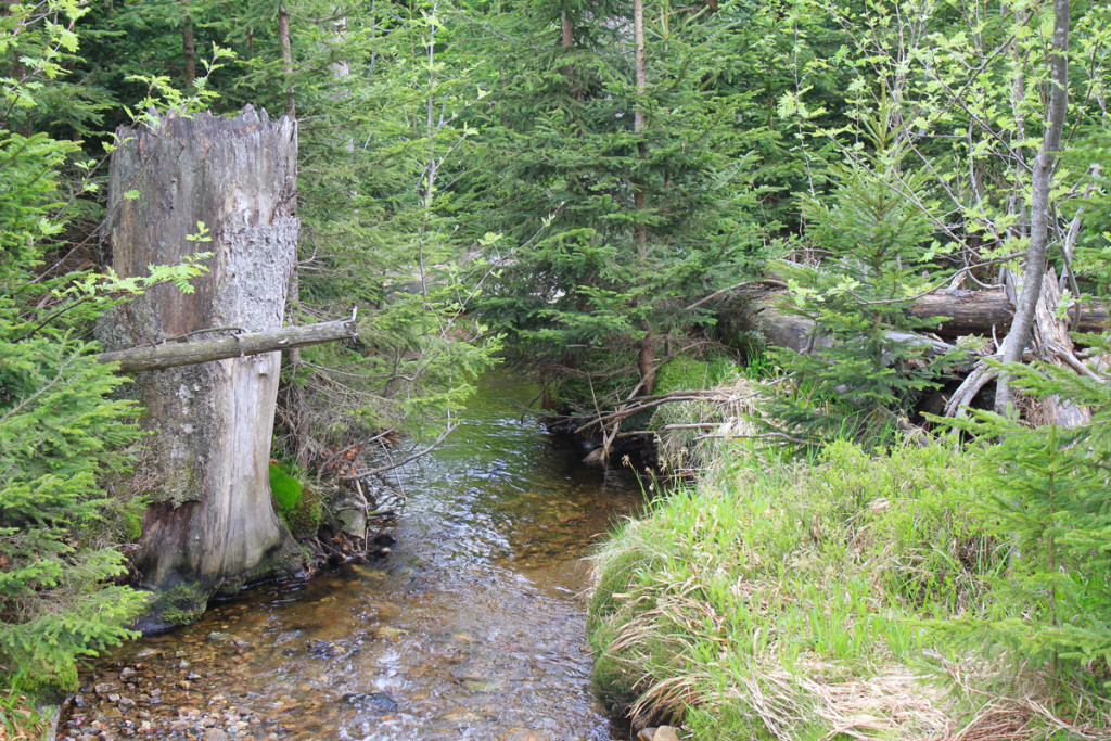 Wandern Nationalpark Bayerischer Wald Rachel