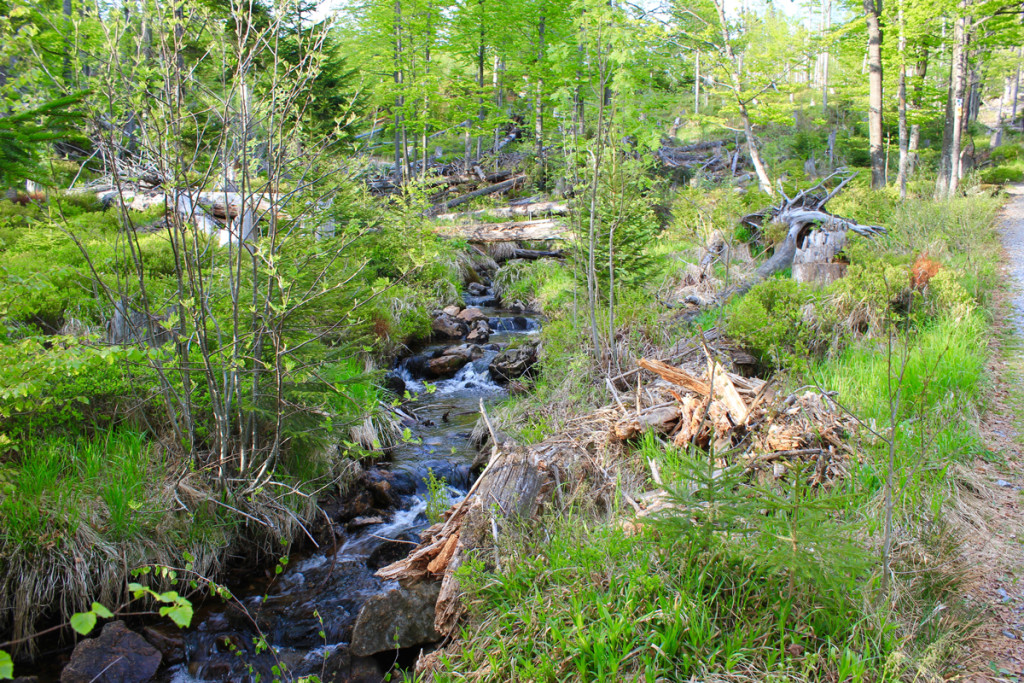 Wandern Nationalpark Bayerischer Wald