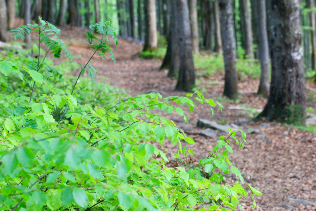 Wandern Rachel Nationalpark Bayerischer Wald